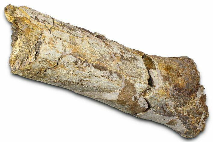 Fossil Dinosaur Appendage Bone Section - Wyoming #371513